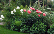 Paeonia 'Coral Charm'