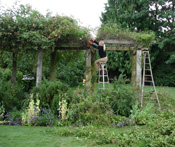 Pruning Roses