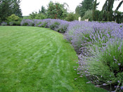 Lavender 'provance'