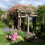 Rose trellis